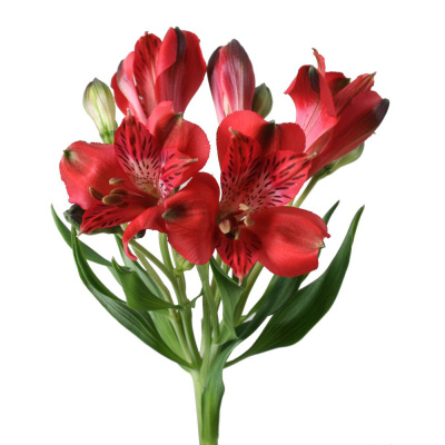 Альстромерия ПОШТУЧНО N 21