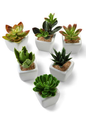 Суккулент 150