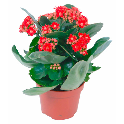 Каланхое 250